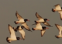 Oystercatcher - G